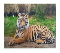 Картина по номерам 40х50 см Y5874 Гордий тигр (5874) фото