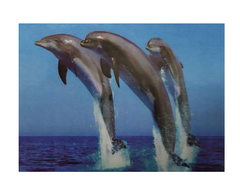 Картина по номерам 20х30 см JS20548 Дельфины (20548) фото